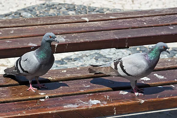 Bonifica del guano di piccioni