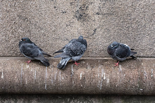 Rimozione guano di piccioni  a  Ivrea