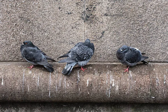 Rimozione guano di piccioni